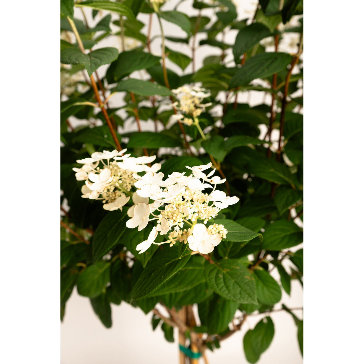 Quick Fire® Hydrangea Tree