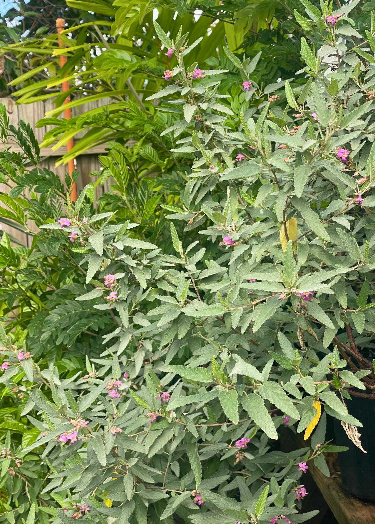 Florida Native Tea Bush (Melochia tomentosa)
