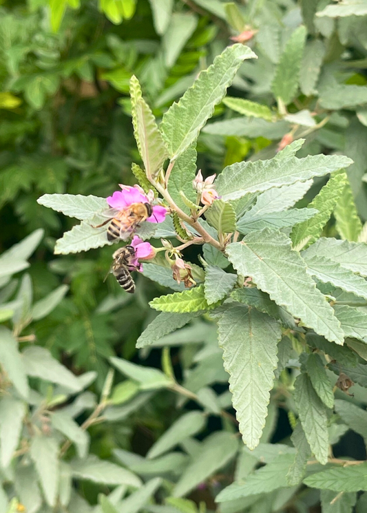 Florida Native Tea Bush (Melochia tomentosa)