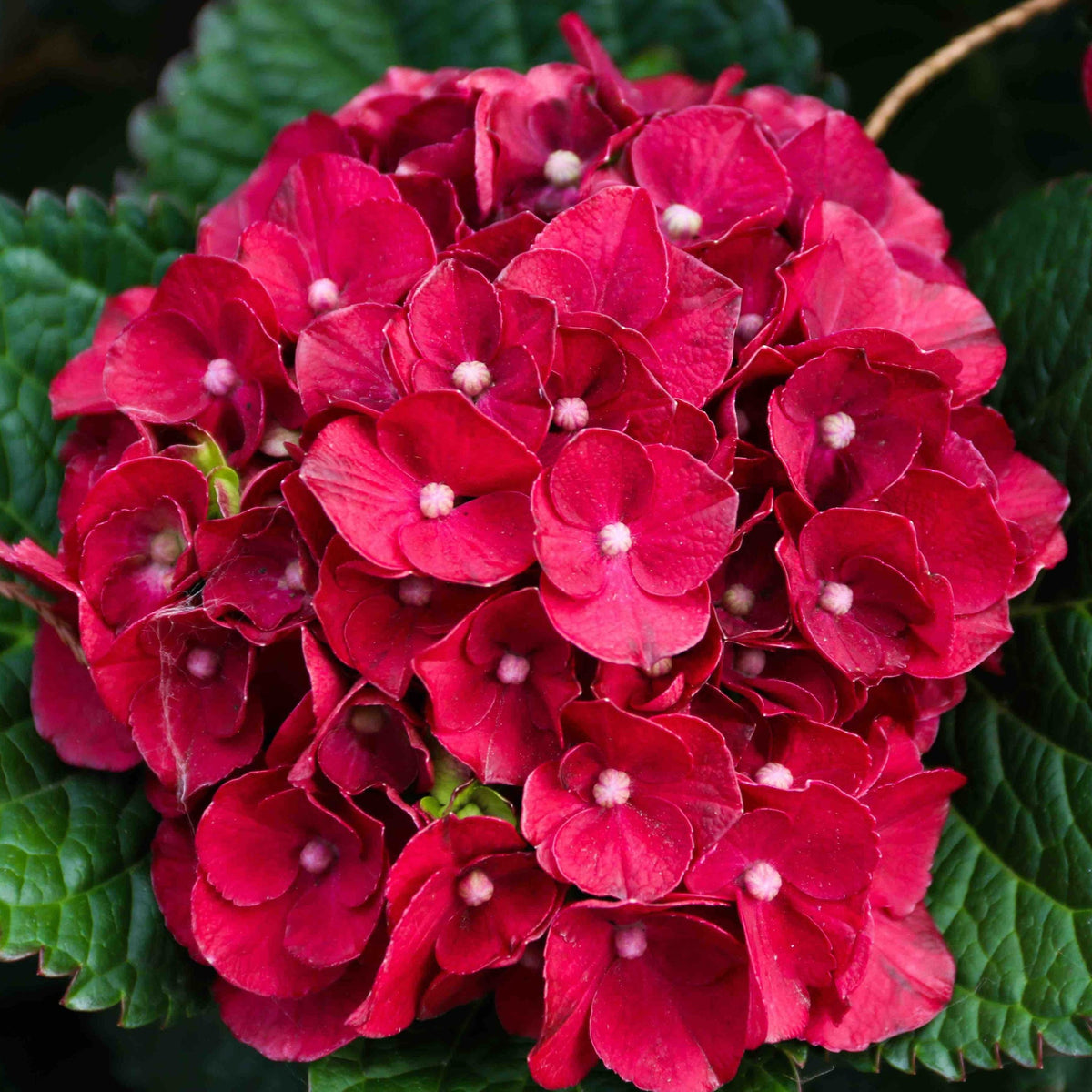 Cherry-Go-Round® Reblooming Hydrangea