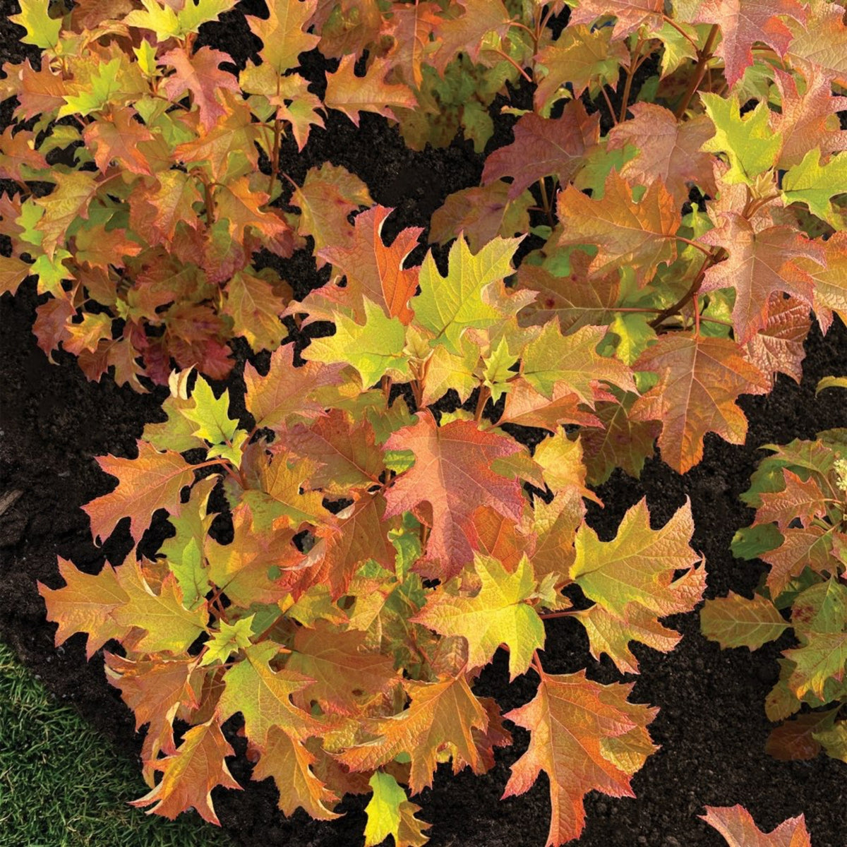 Toy Soldier™ Oakleaf Hydrangea