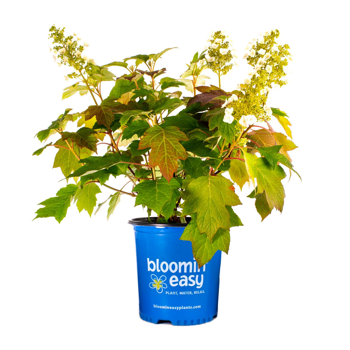 Toy Soldier™ Oakleaf Hydrangea