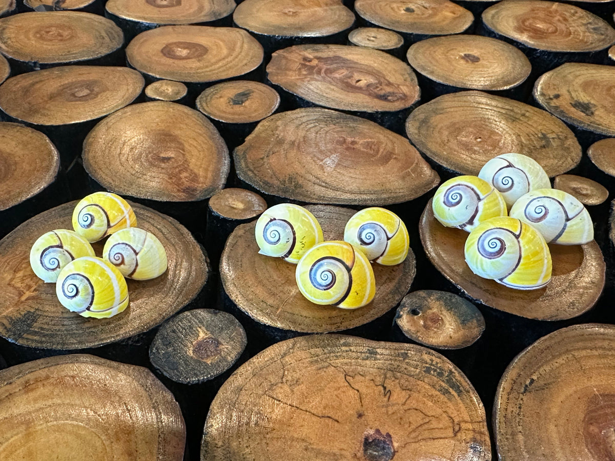 Yellow Polymita picta Shell with Stripe