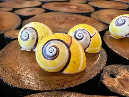 Yellow Polymita picta Shell with Stripe
