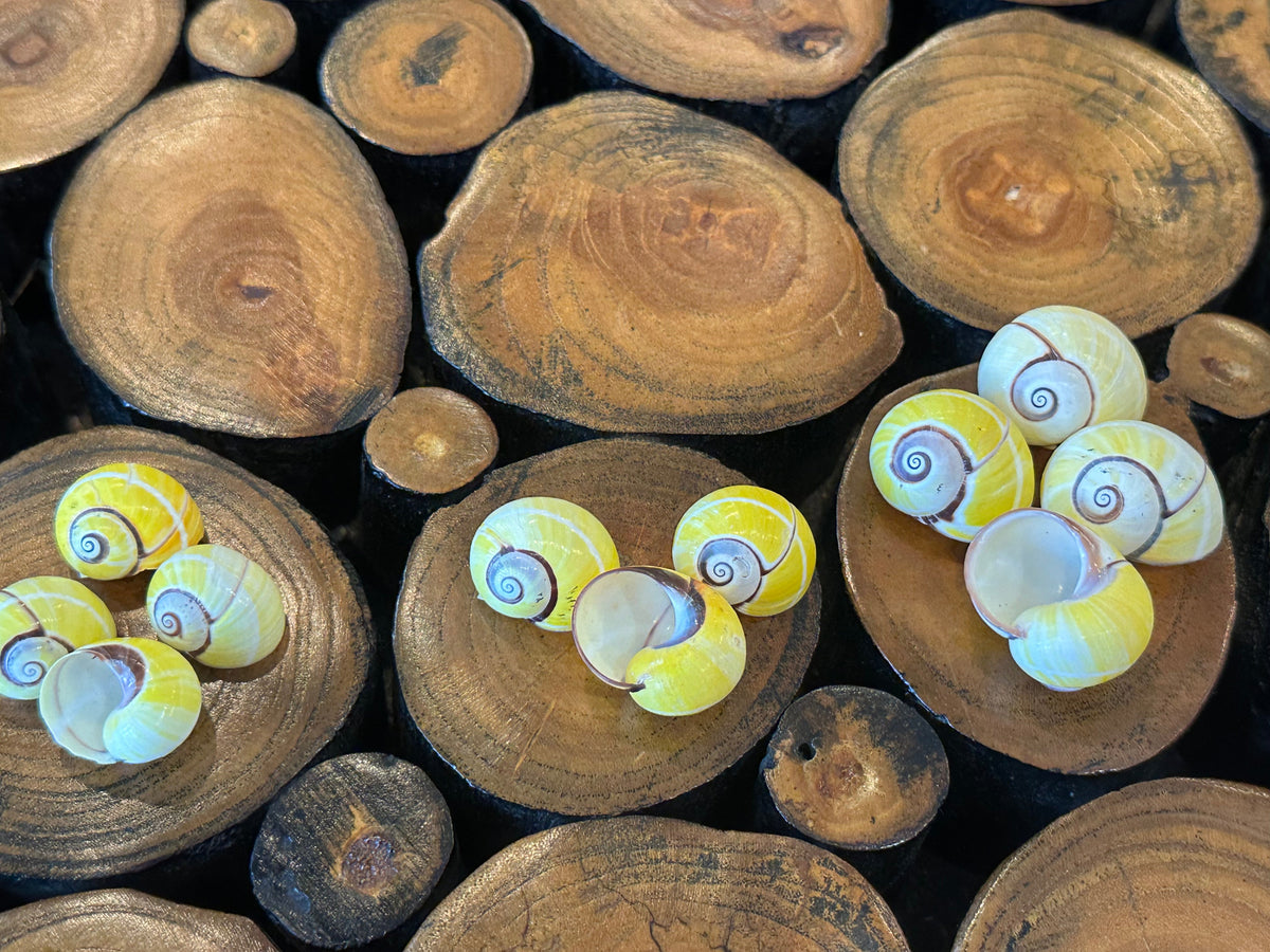 Yellow Polymita picta Shell with Stripe