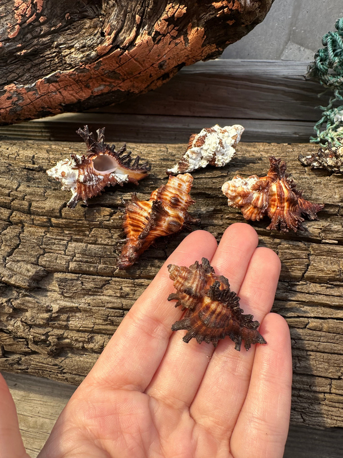 Adusta Murex, Burnt Murex - Chicoreus brunneus