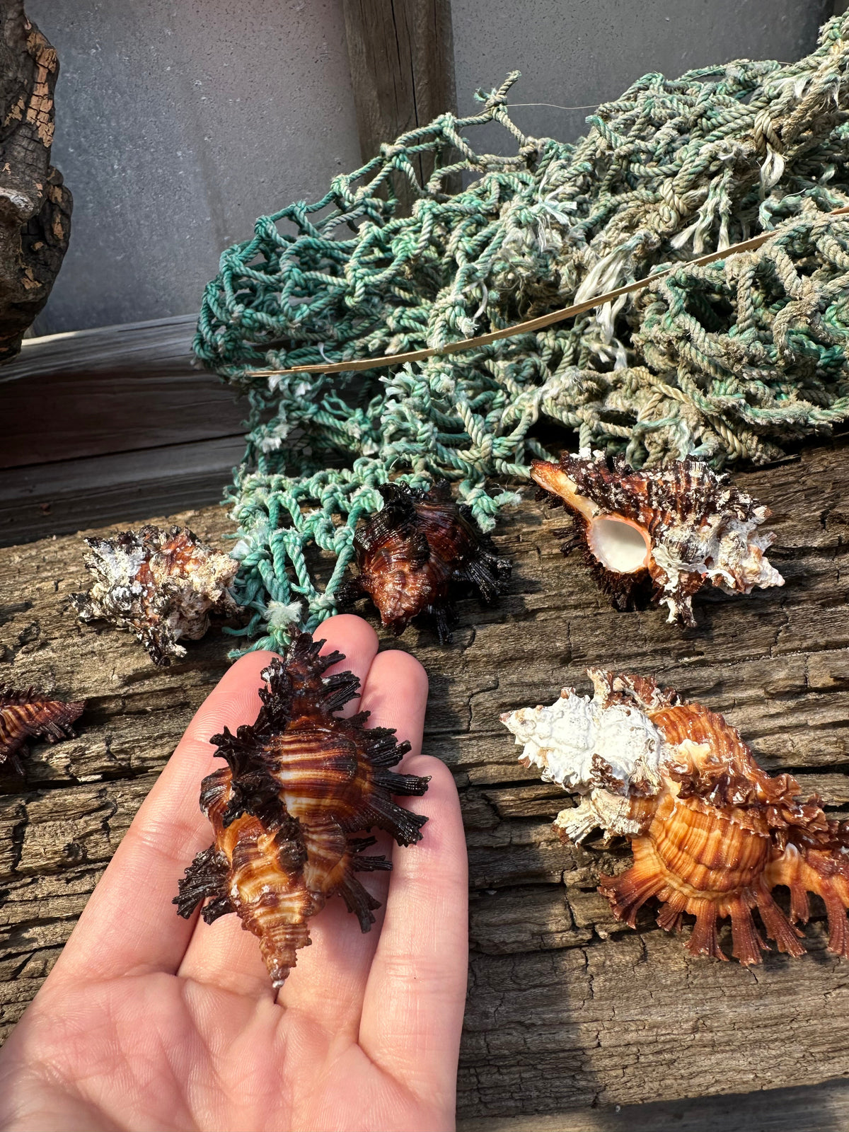 Adusta Murex, Burnt Murex - Chicoreus brunneus