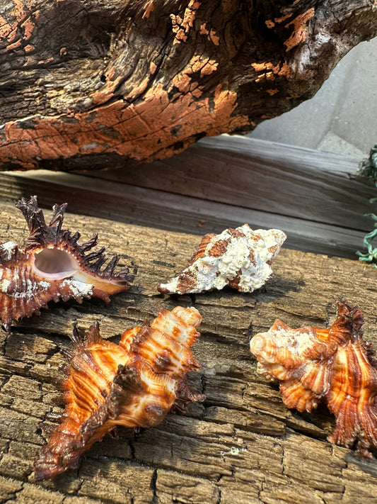 Adusta Murex, Burnt Murex - Chicoreus brunneus