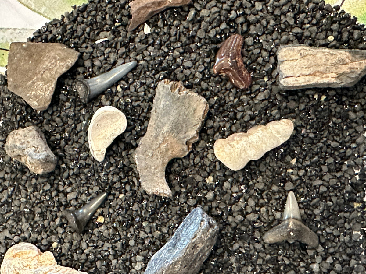 Mystery Fossil Dig Bottle