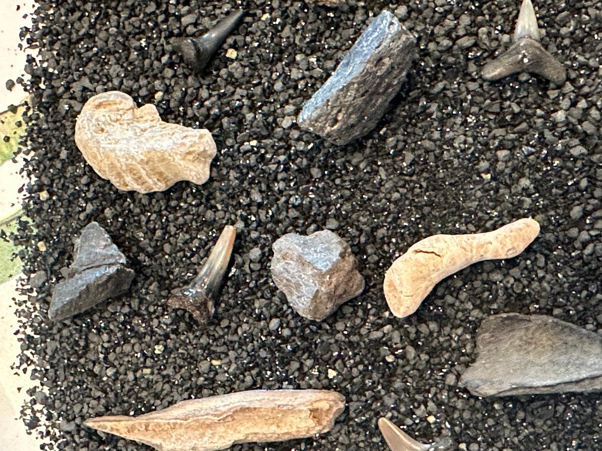 Mystery Fossil Dig Bottle