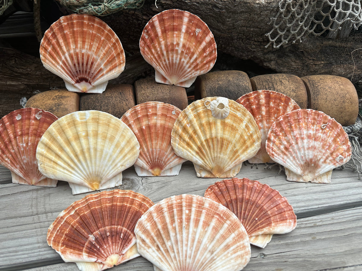 Beautiful Irish Flat Scallop Shells
