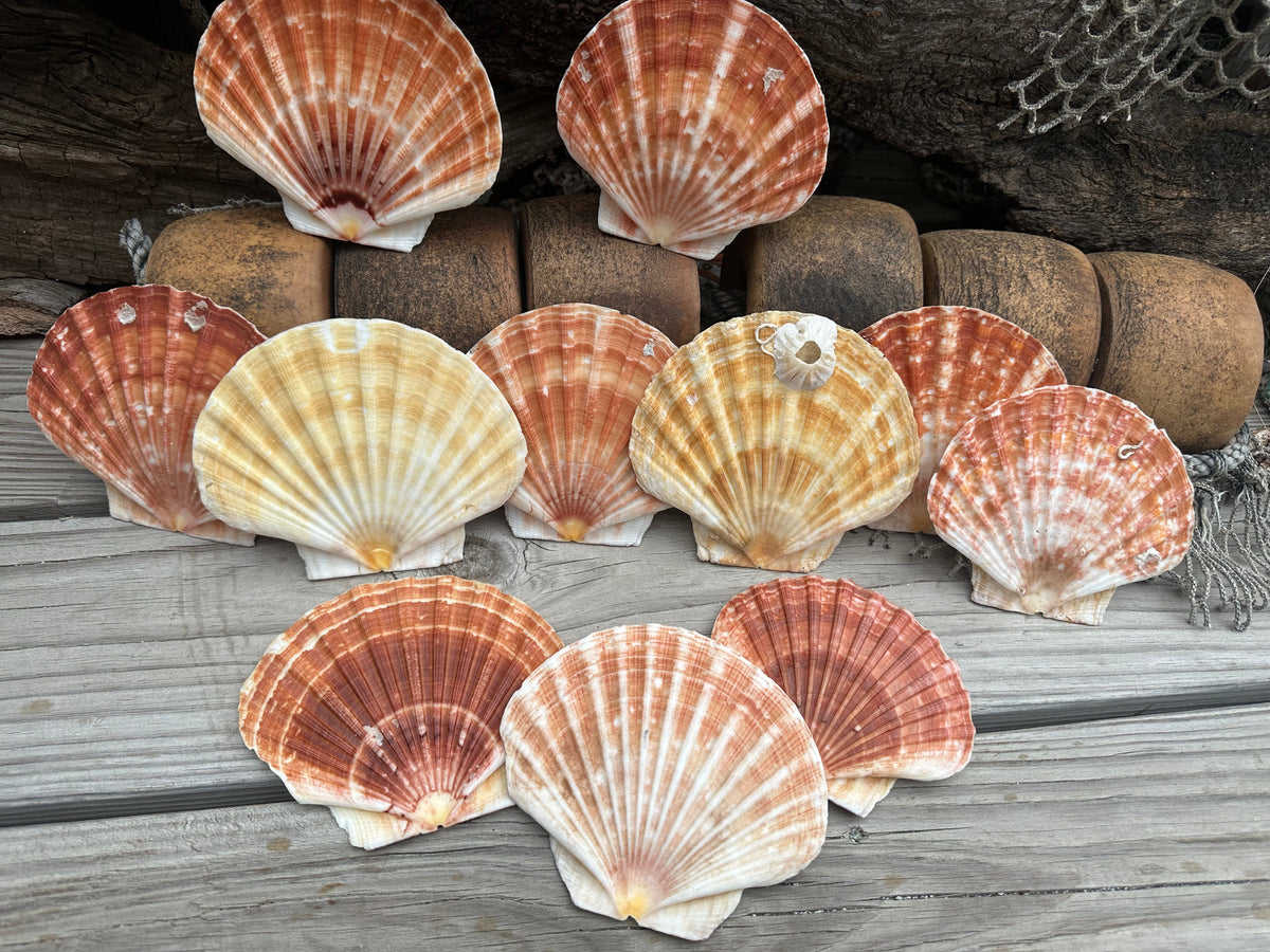 Beautiful Irish Flat Scallop Shells