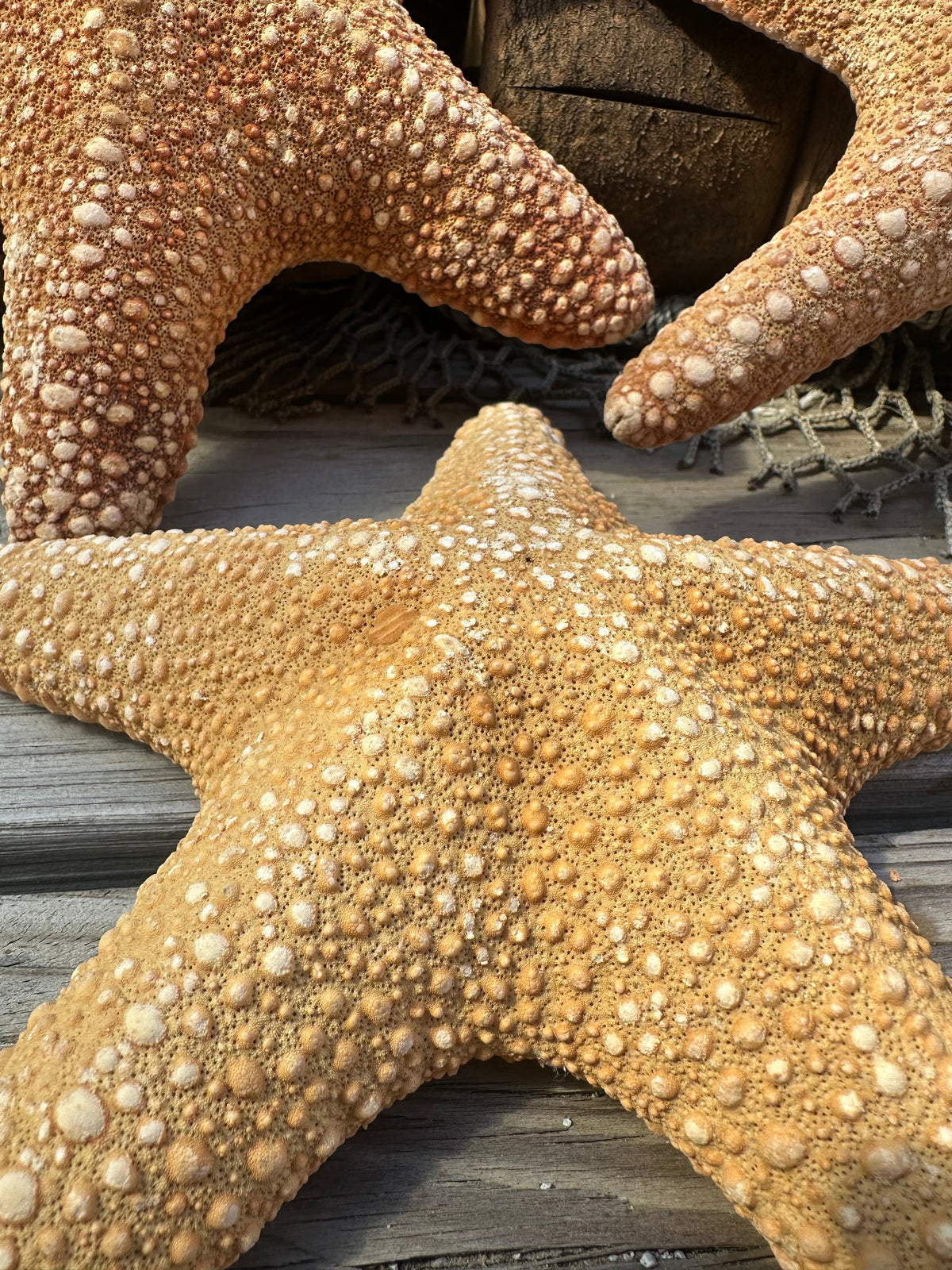 Jungle Starfish- Pentaceraster mammillatus