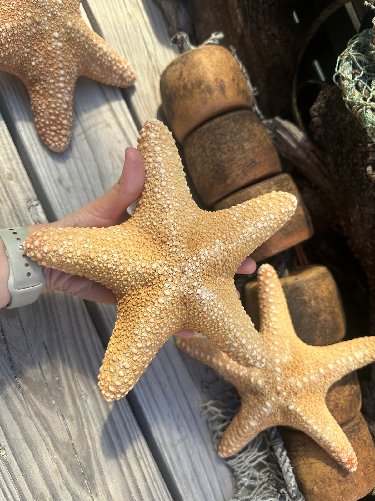 Jungle Starfish- Pentaceraster mammillatus