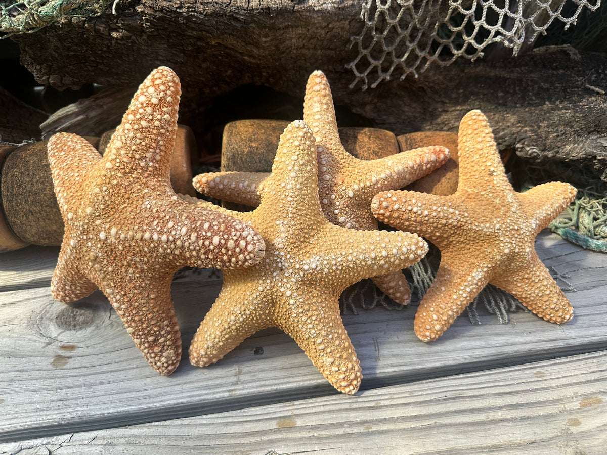 Jungle Starfish- Pentaceraster mammillatus