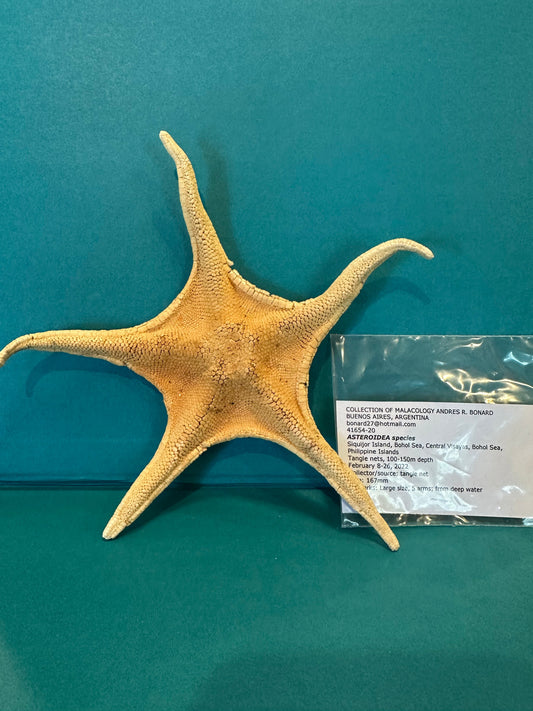 Large Asteroidea Starfish Species with Documentation
