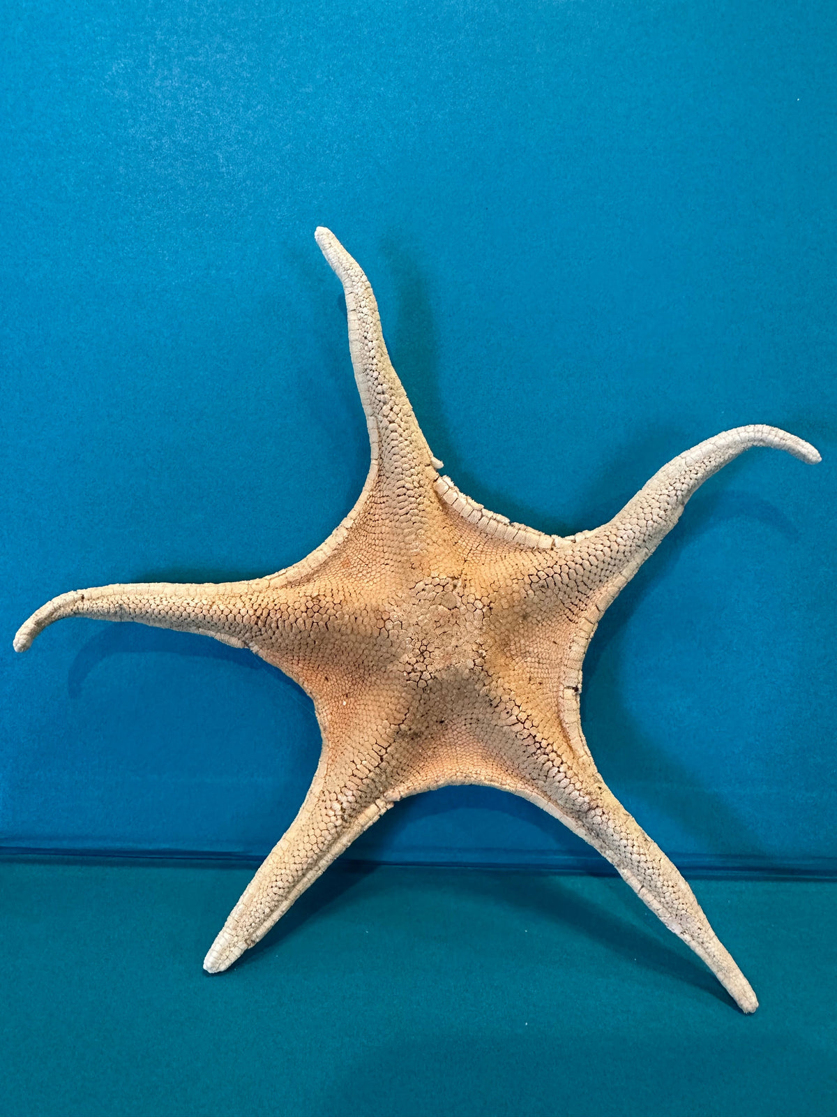 Large Asteroidea Starfish Species with Documentation