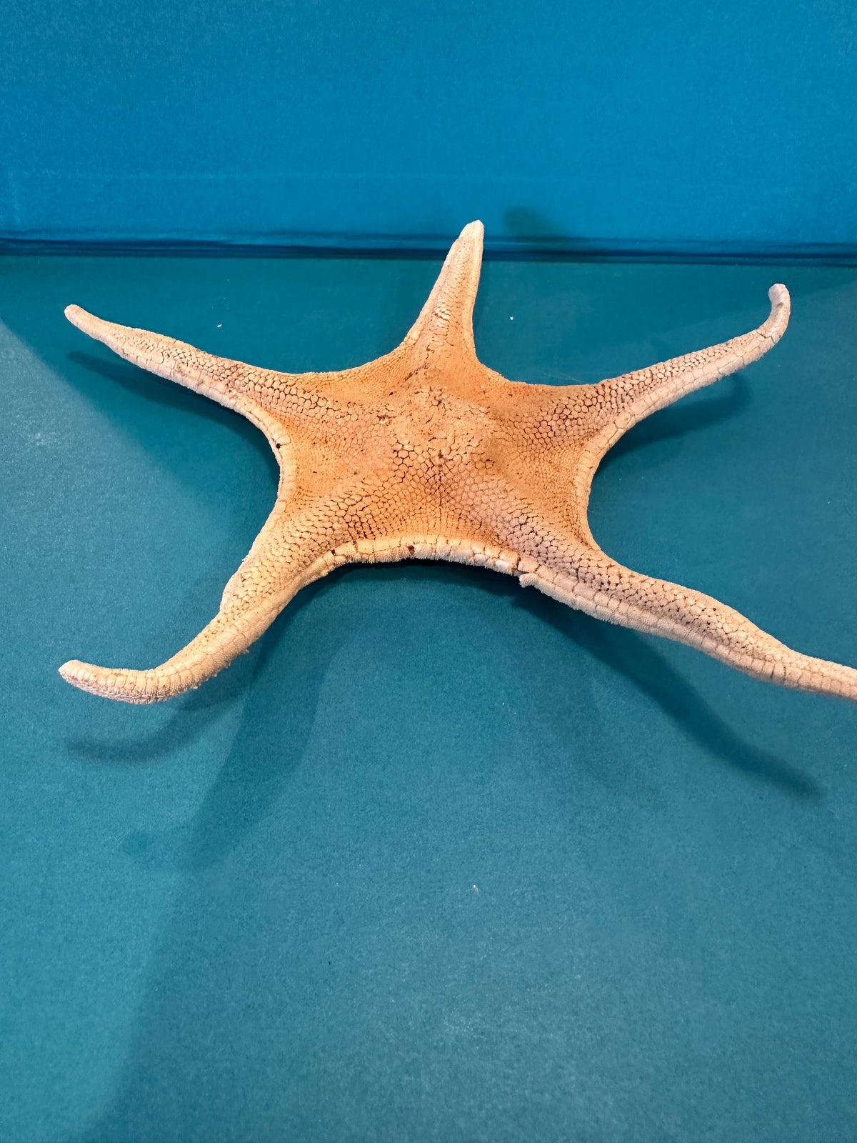 Large Asteroidea Starfish Species with Documentation