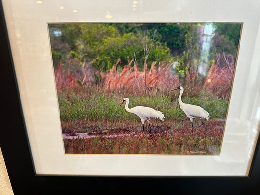 Norman C. Oates – Framed Coastal Wildlife Artwork