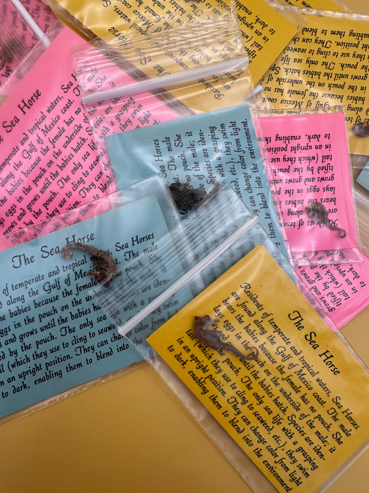 Dried Seahorses – Vintage Preserved Craft for DIY & Ocean Projects