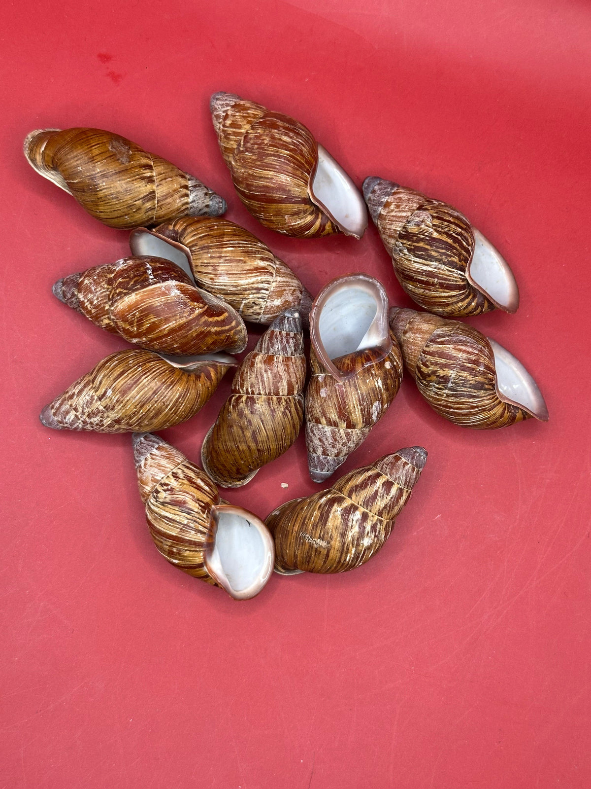 Chrysallis chrysalidformis Land Snail Shells – 2–3" for DIY Projects