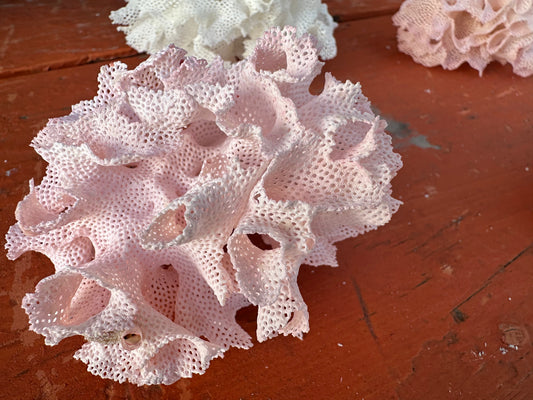 Vintage Lace Bryozoa Coral Specimen - Natural Coastal Home Decor Piece (Reteporella spp.)