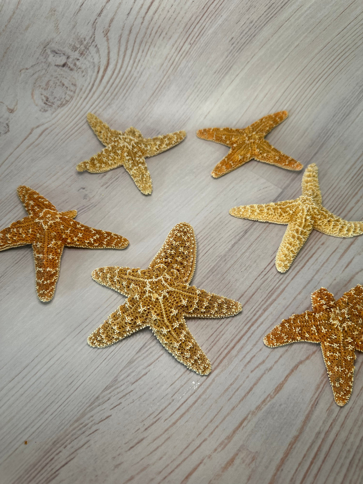 Mutant Freak Sugar Starfish