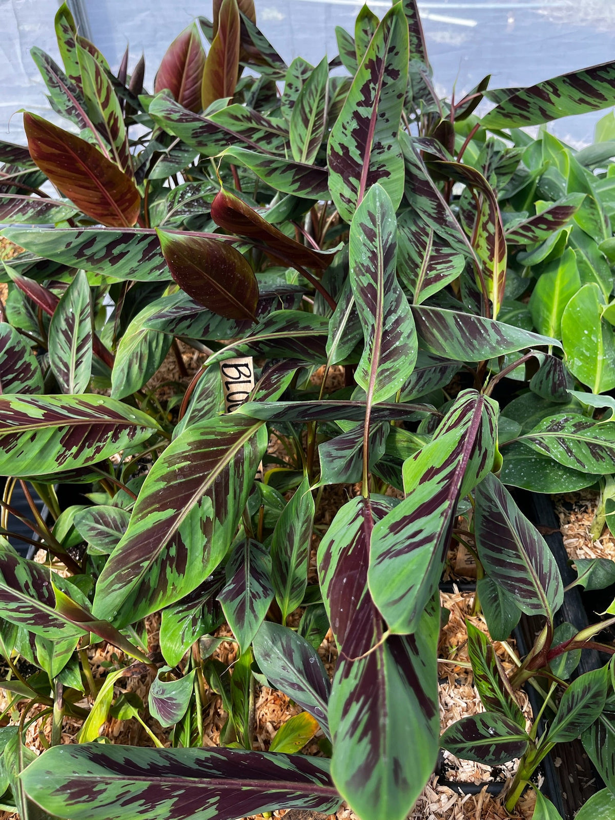 Blood Banana (Musa acuminata var. zebrina)