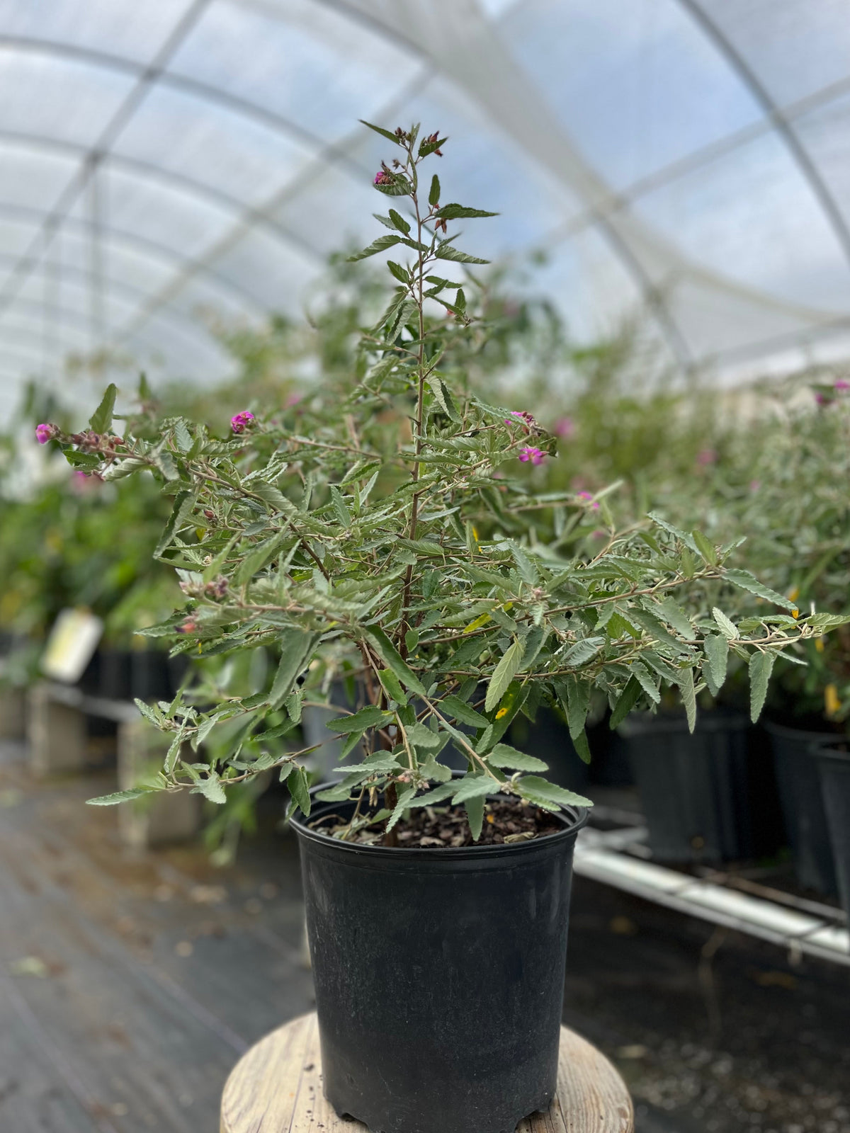 Florida Native Tea Bush (Melochia tomentosa)