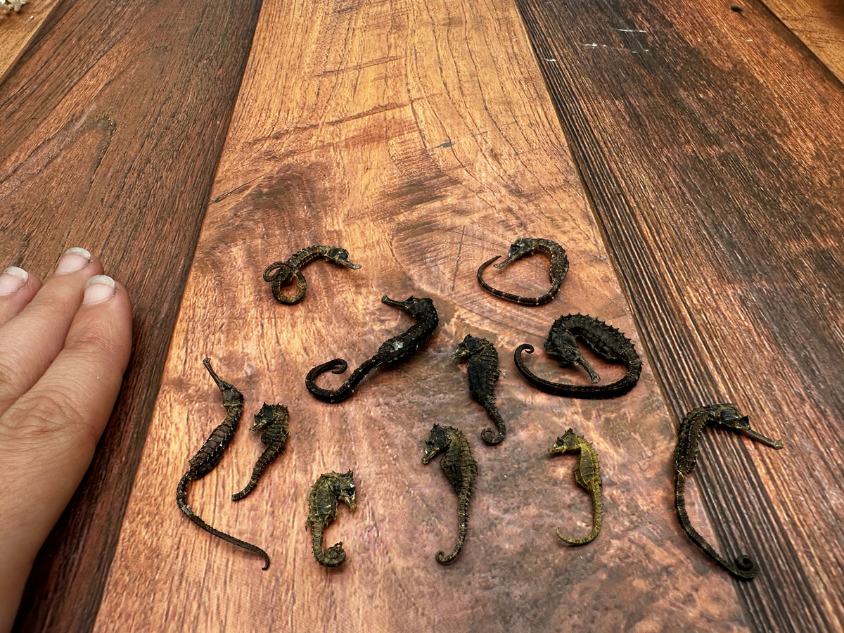 Dried Seahorses – Vintage Preserved Craft for DIY & Ocean Projects