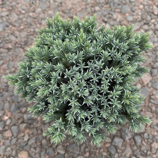 Blue Star Juniper
