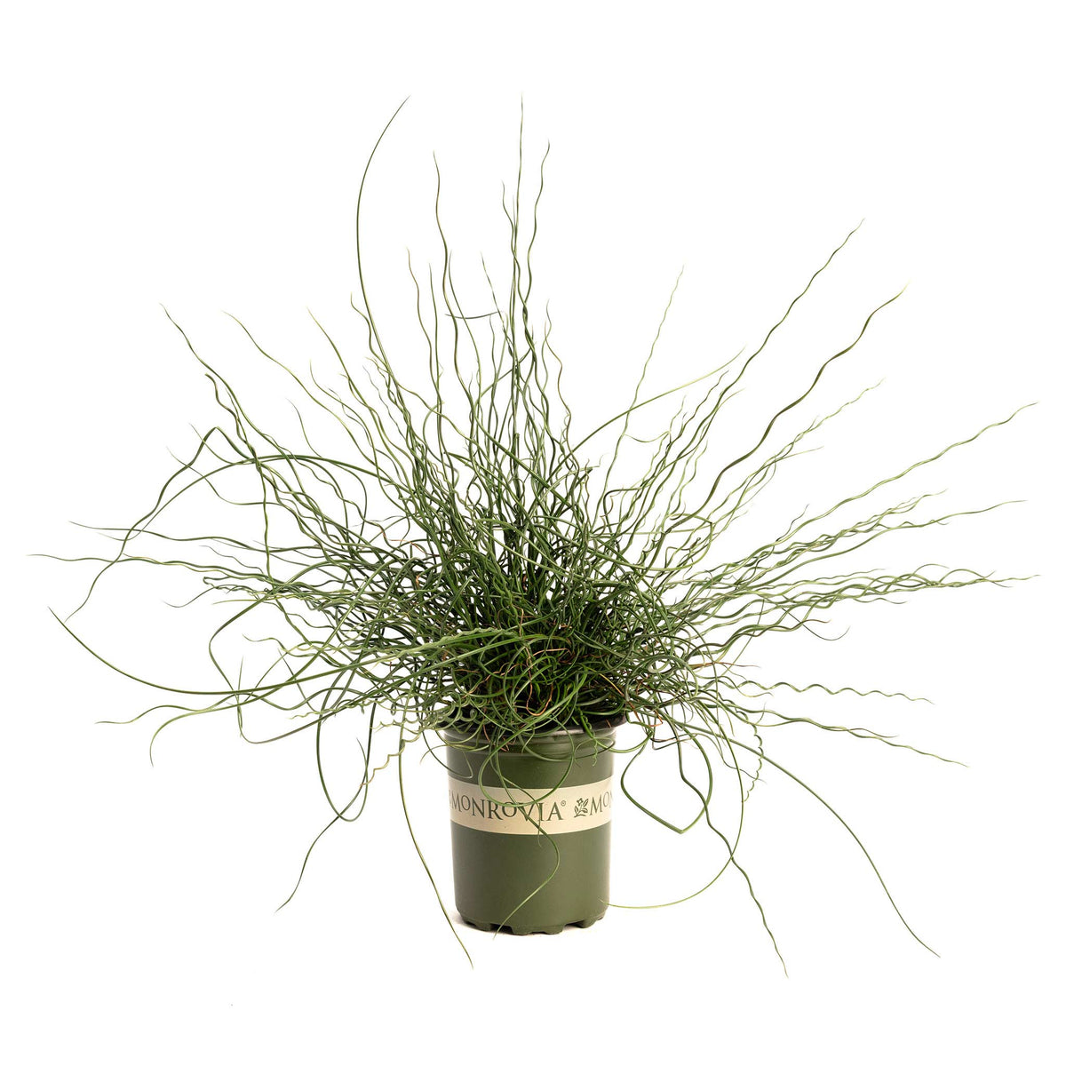ColorGrass® Twister