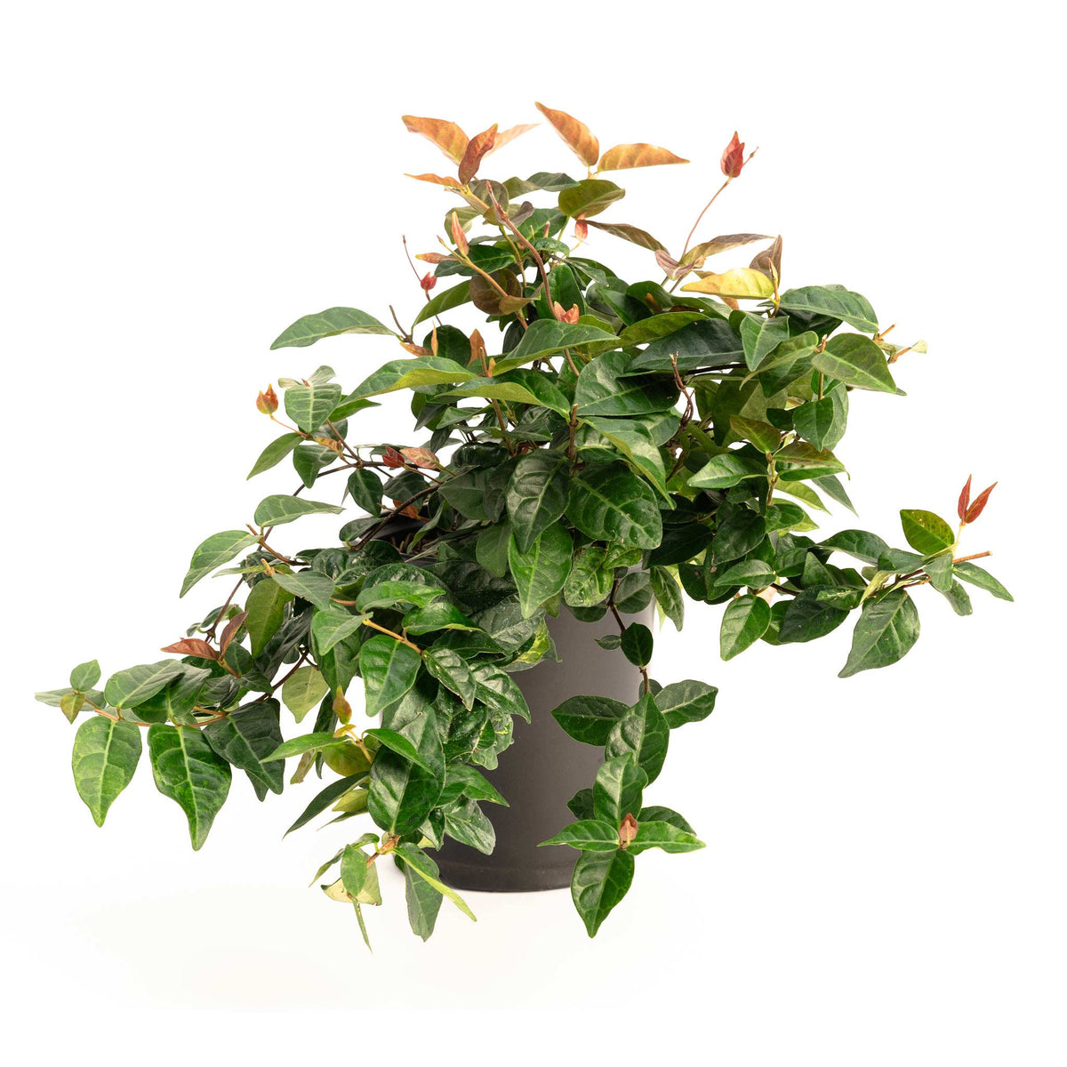 Snow-N-Summer™ Asiatic Jasmine