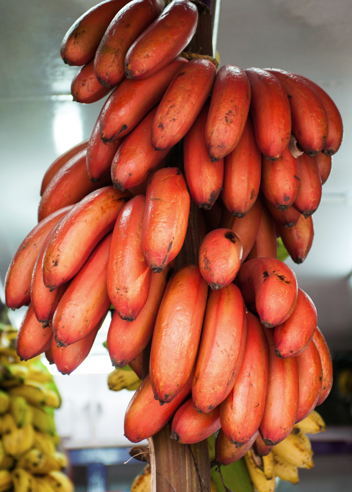 Banana 'Red Cuban' (Musa acuminata)