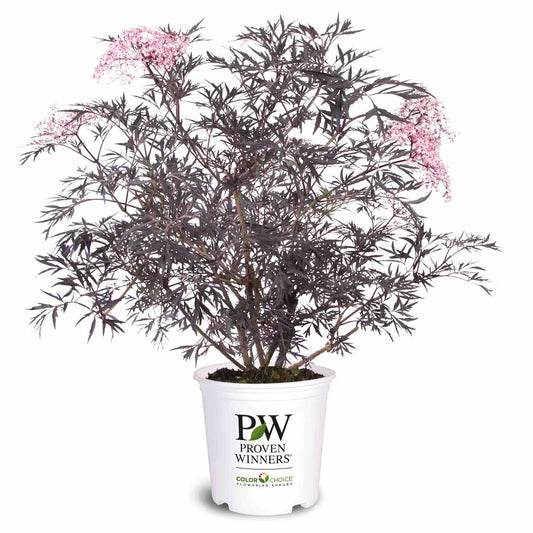 Black Lace® Elderberry