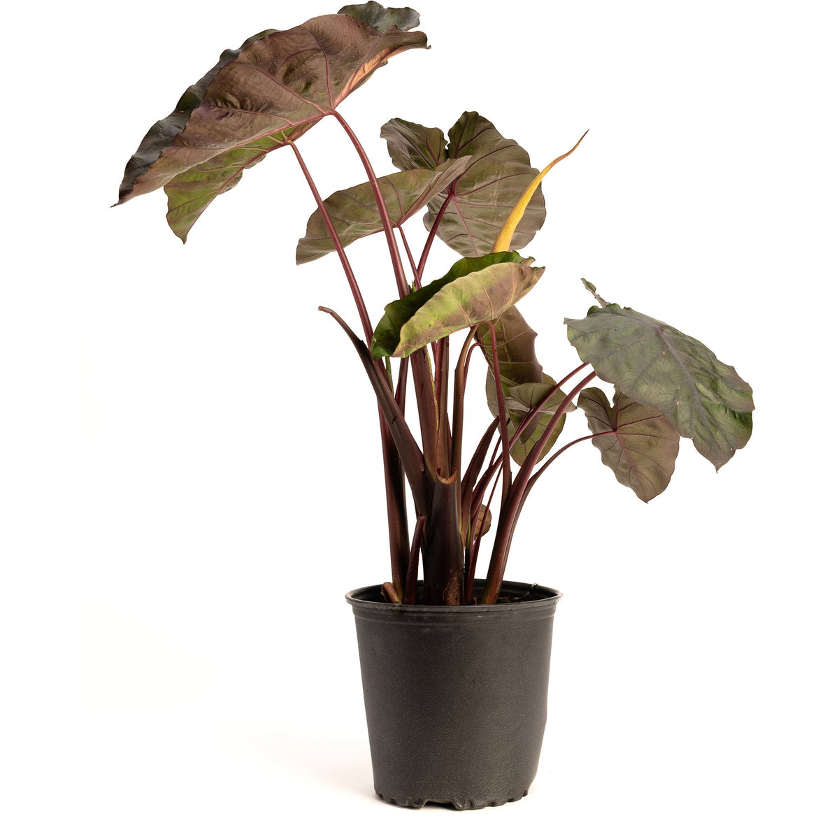 Redemption™ Colocasia