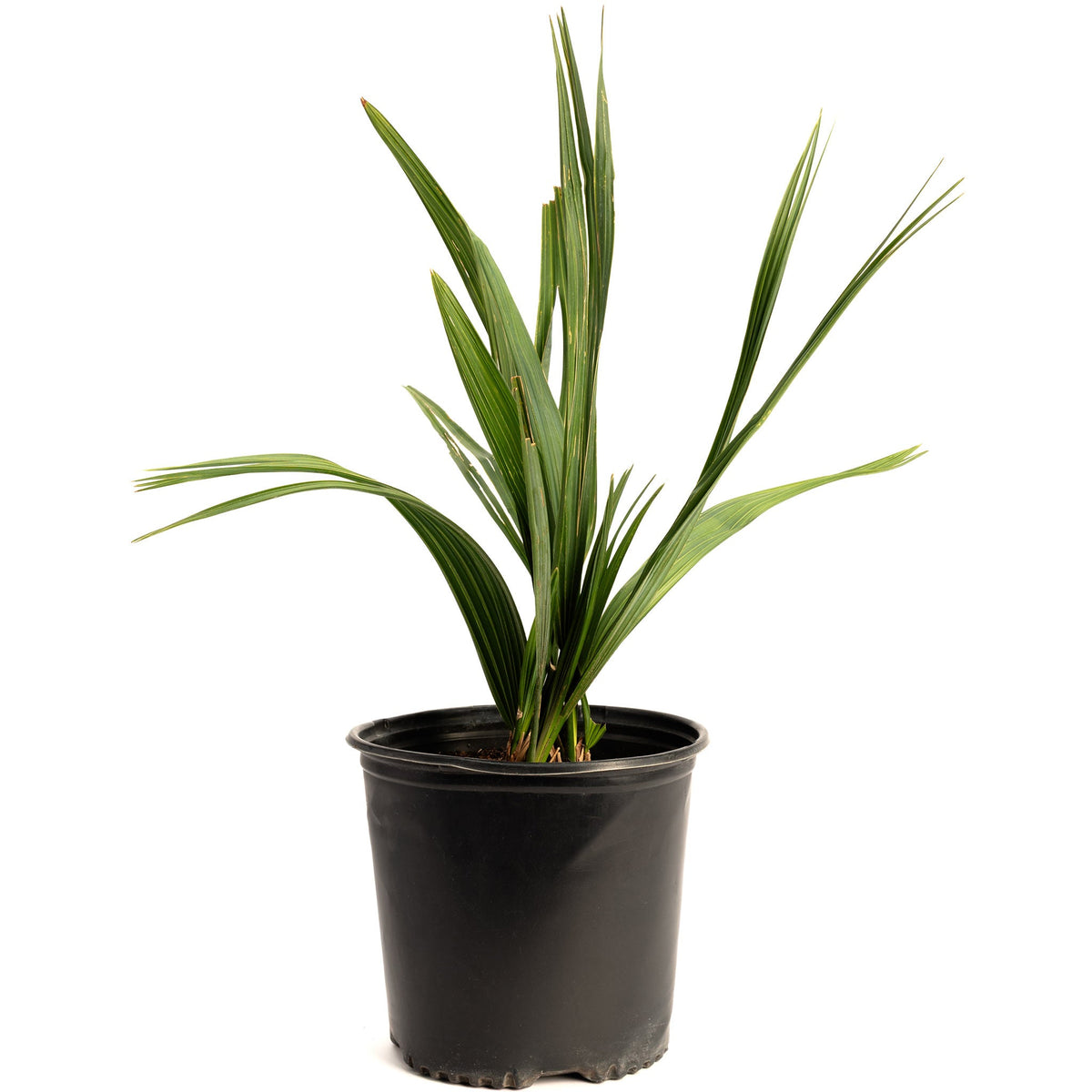 Dwarf Palmetto Tree