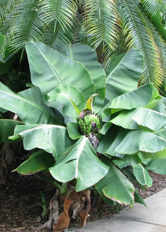 Banana 'Truly Tiny' (Musa minimus)