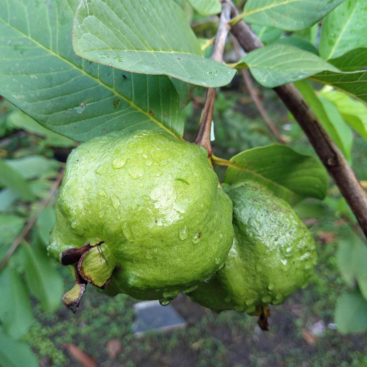 White Guava Tree