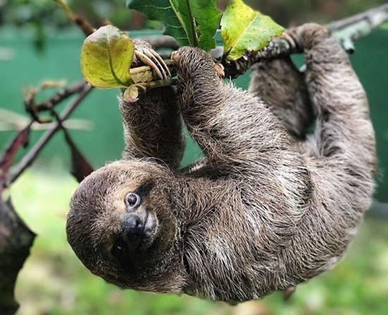 Costa Rica Sloth