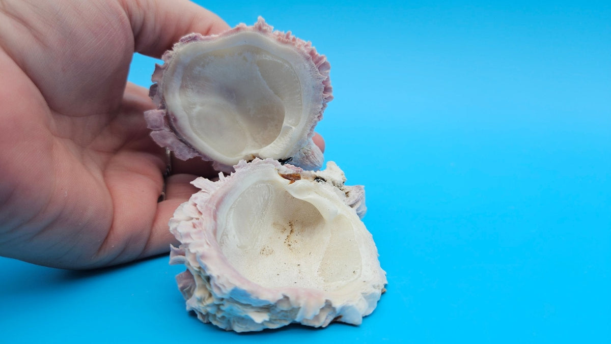 Barnacle with Jewel Box Display – Small Coastal Decor Specimen