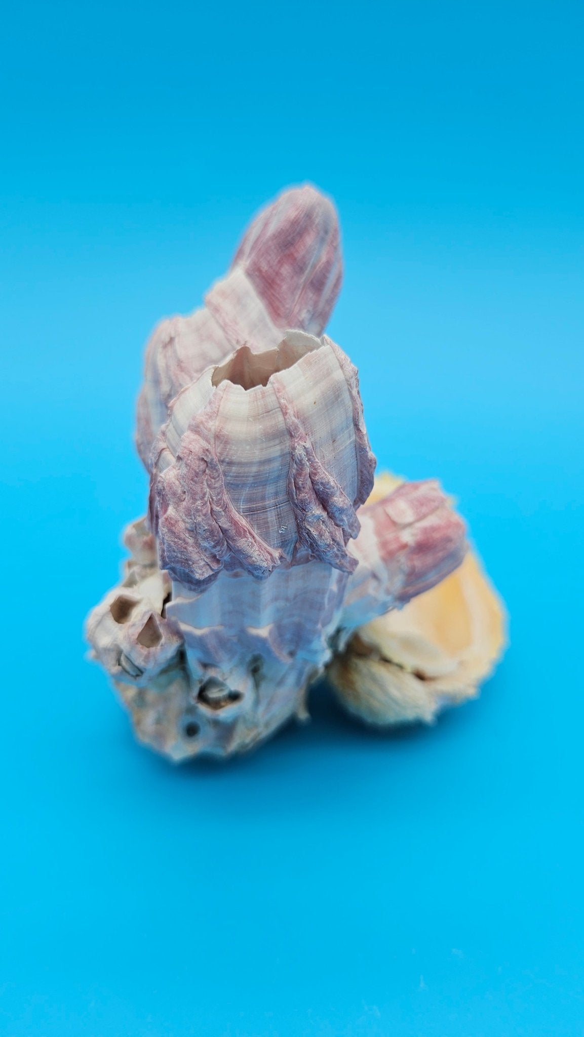 Barnacle with Scallop Display Shell – Premium Coastal Home Decor Specimen