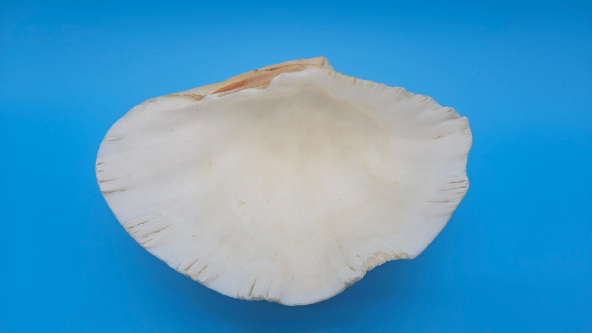Bear Paw Clam Dish – 7.2" Coastal Display Shell