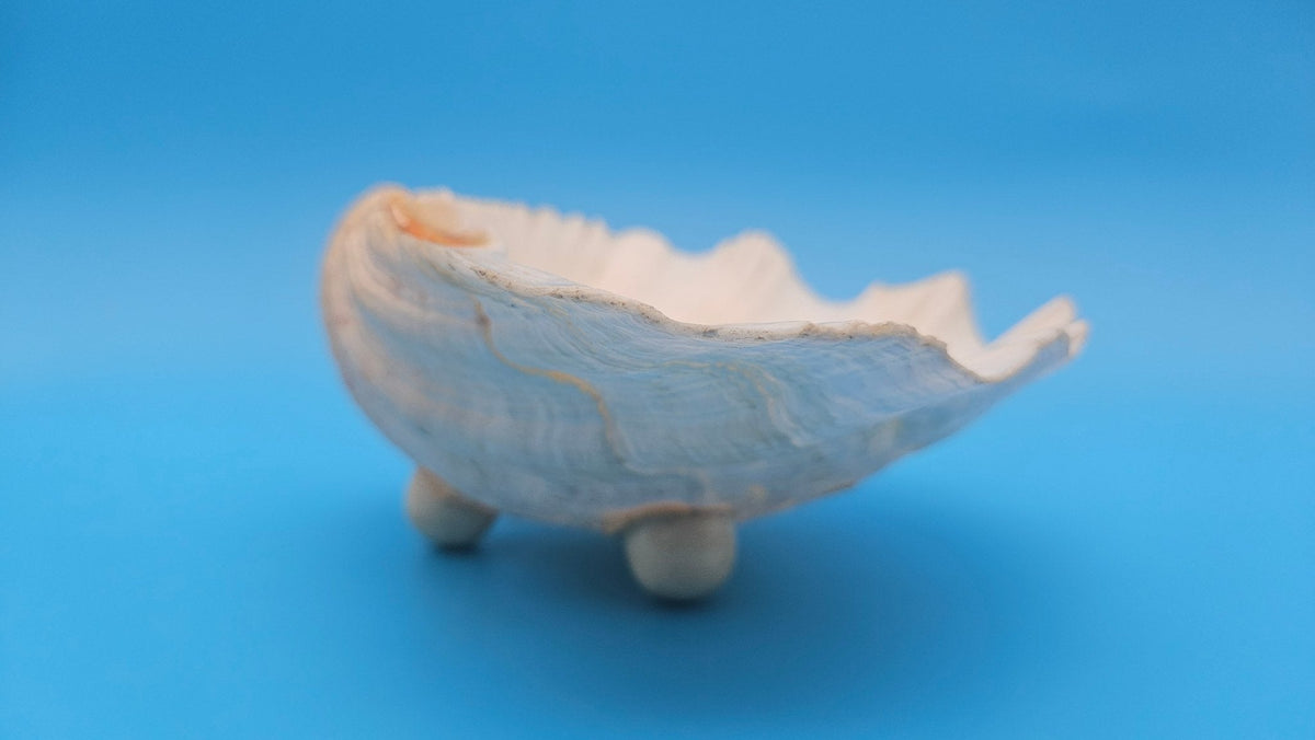 Bear Paw Clam Dish – 7.2" Coastal Display Shell