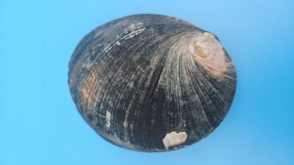Black Abalone Shell Display – Haliotis cracherodii 4.3"