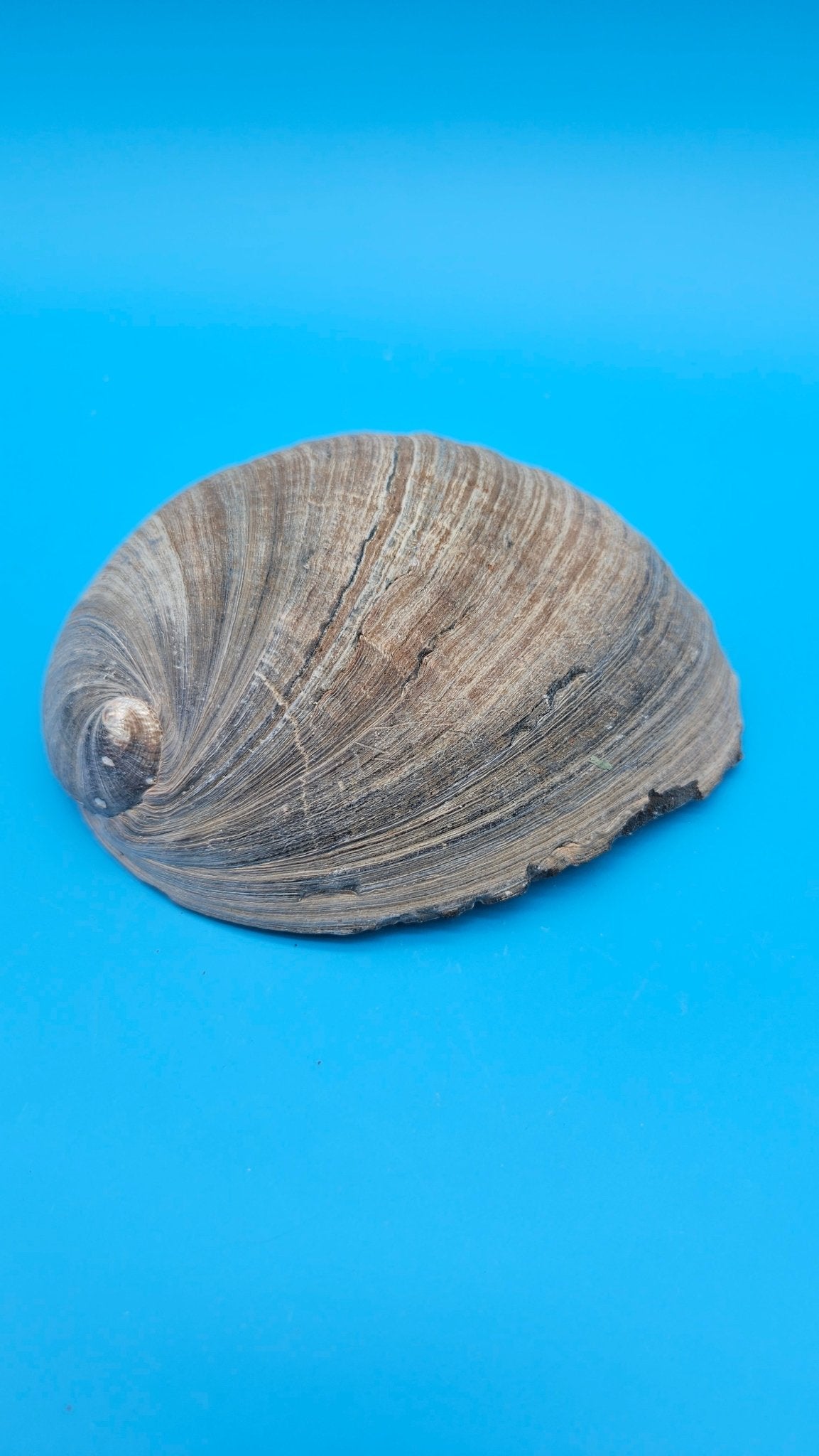 Black Abalone Shell Display – Haliotis cracherodii 5.1"