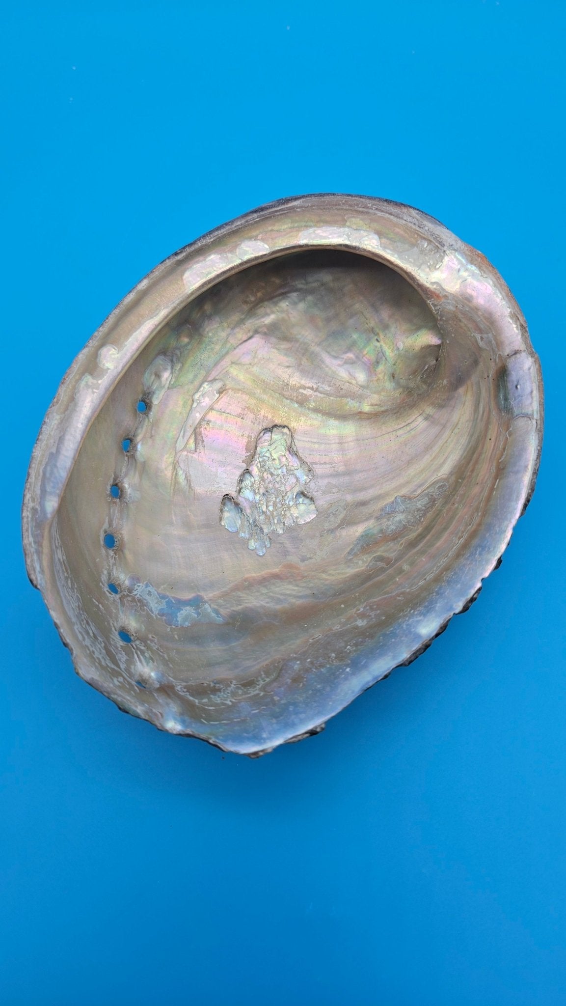 Black Abalone Shell Display – Haliotis cracherodii 5.1"