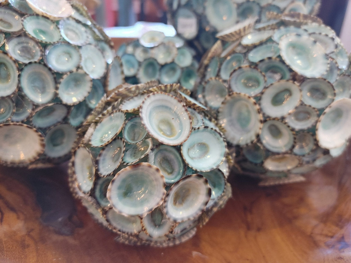 Blue Green Limpet Shell Sphere Ball