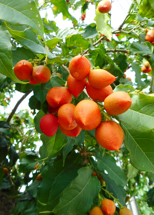 Peanut Butter Fruit (Bunchosia argentea)