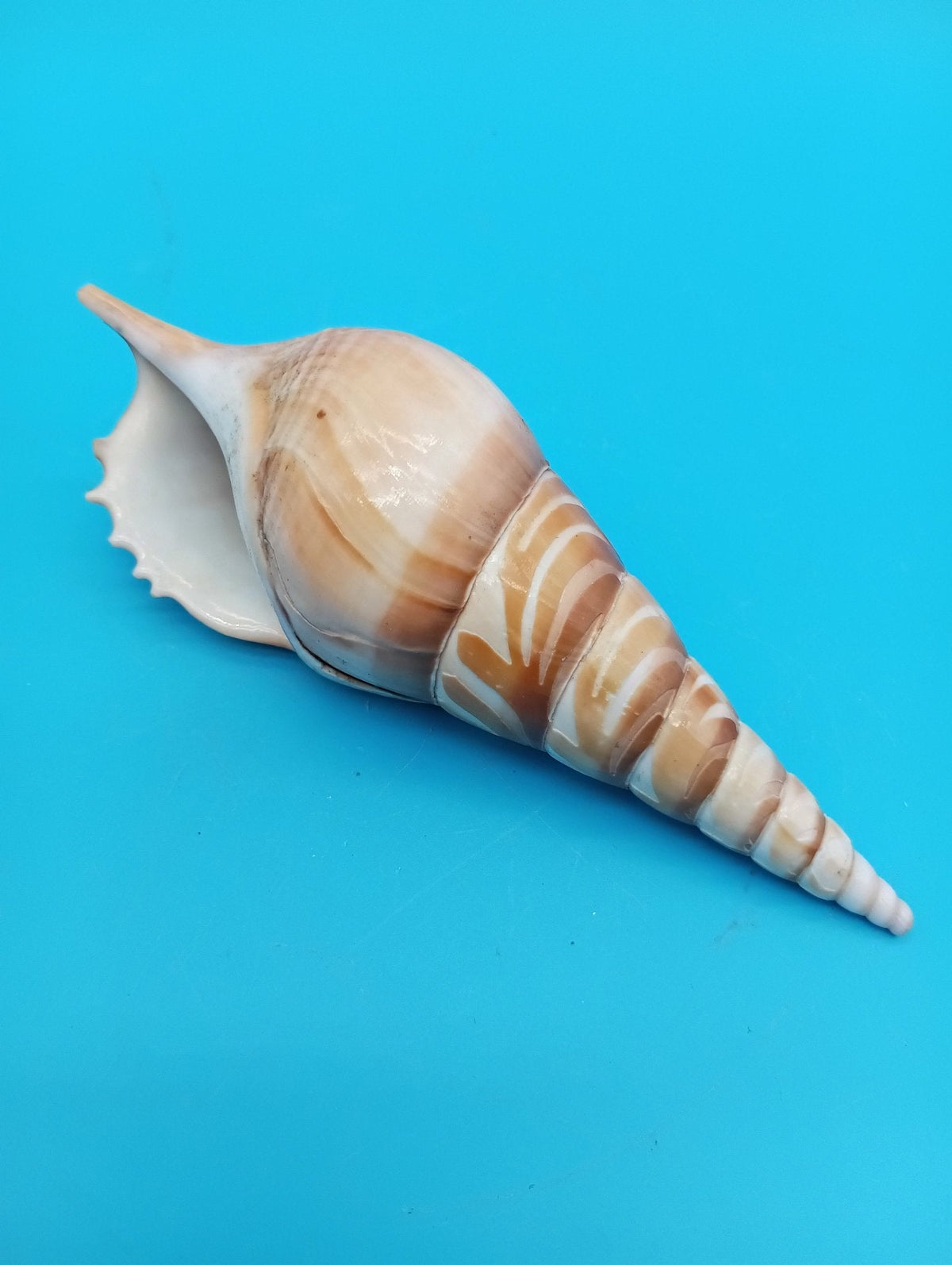 Carved Tibia Shell with Lighthouse Scene – 5"